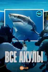 Все акулы/All the Sharks